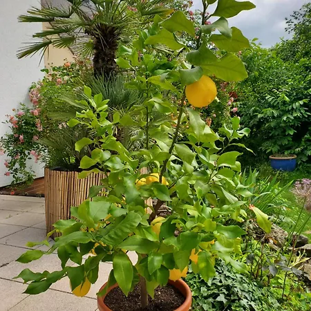 Helle 120 Qm Mit Terrasse Und Gartenblick Apartment